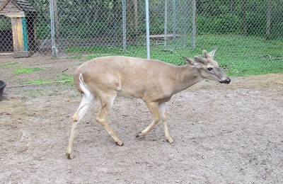 Blind deer