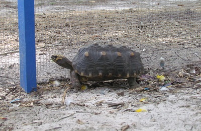 Tortoise eating vegetation